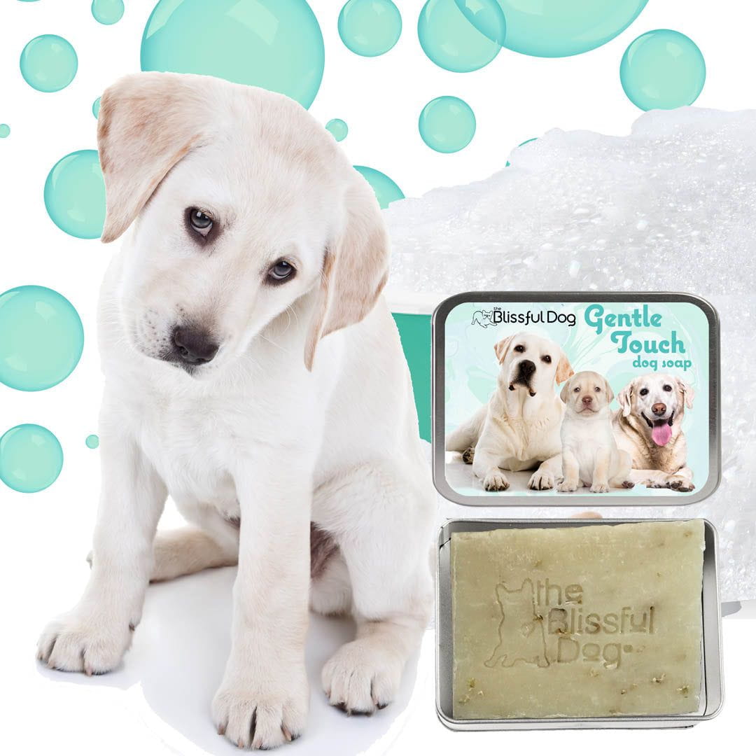 Gentle Touch Dog Shampoo & Soap — For Puppies, Seniors & Sensitive Skin 🐾💙