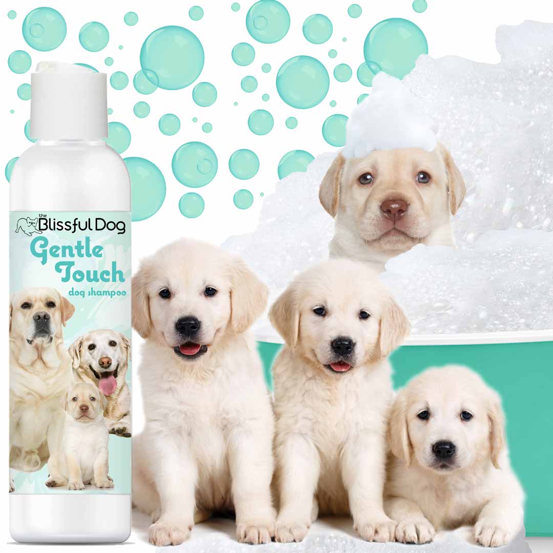 Gentle Touch Dog Shampoo & Soap — For Puppies, Seniors & Sensitive Skin 🐾💙