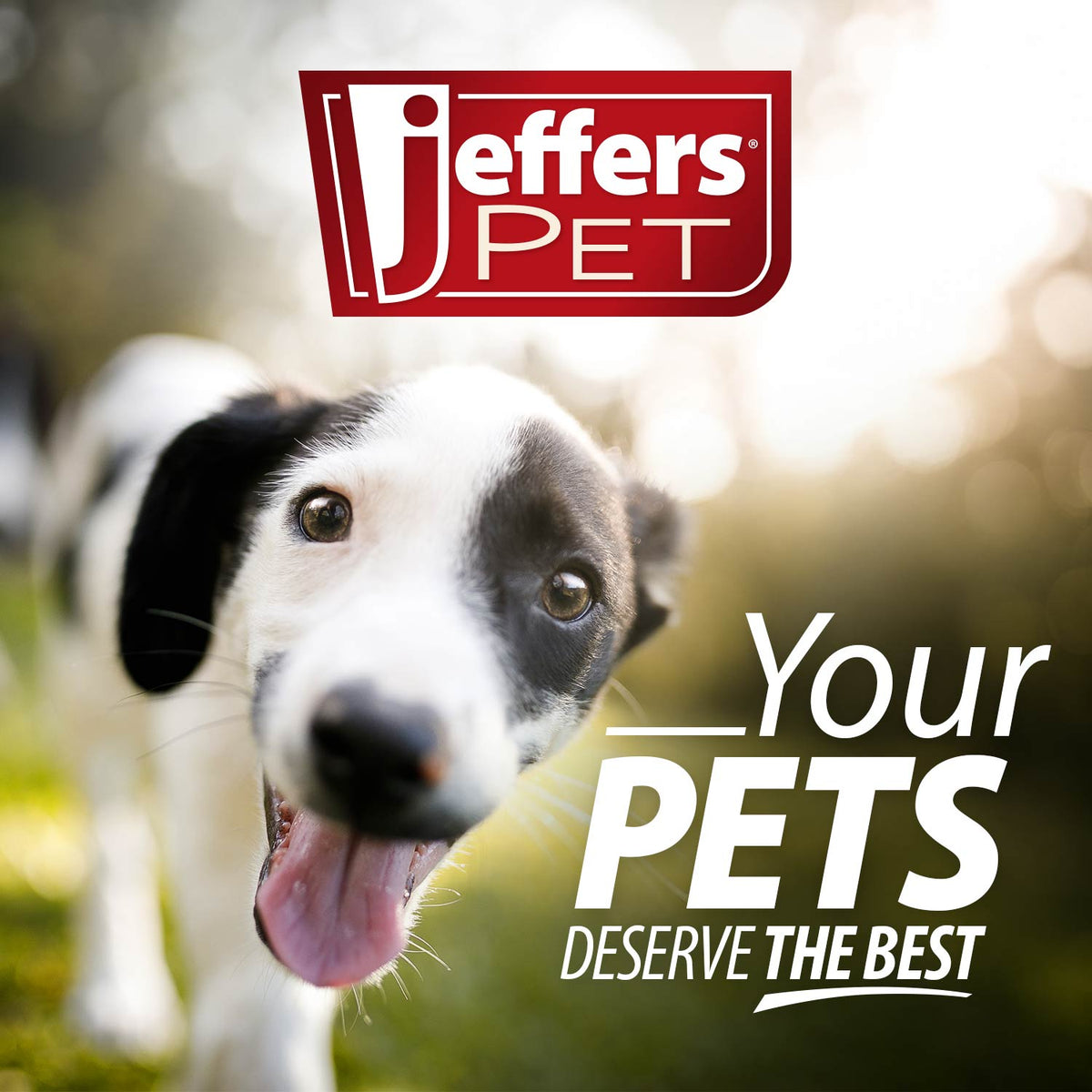 Jeffers Pet Tearless All-Natural Coconut Oil Shampoo for Dogs & Cats 🐾💙